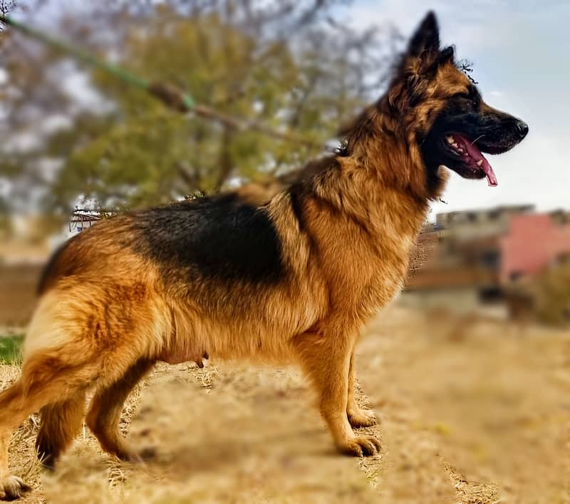 Black & Tan Long coat German shepherd 0