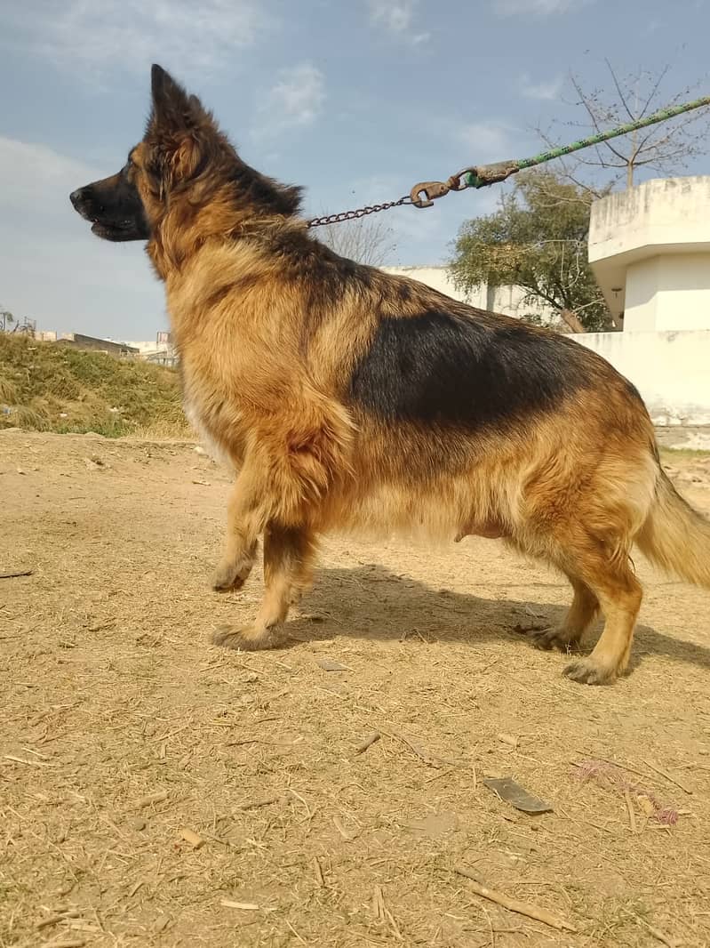 Black & Tan Long coat German shepherd 1