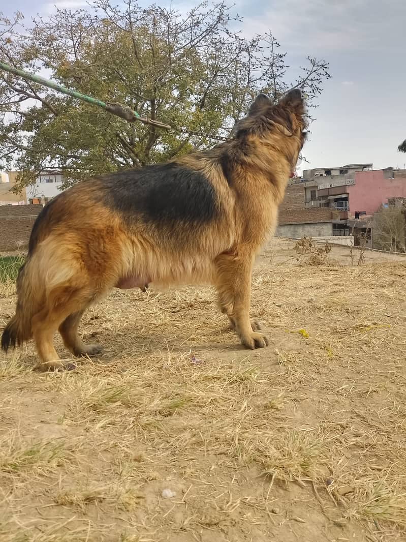 Black & Tan Long coat German shepherd 3