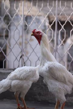 2025 ka ring Birds ka eggs available han cargo available han shukrye