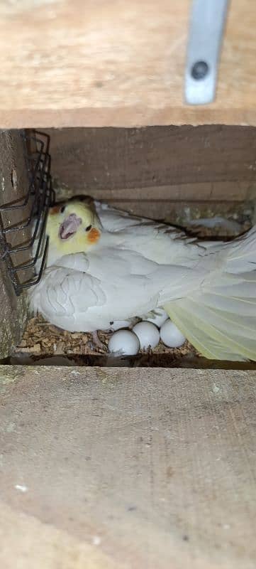 Cockatiel Breeder Pair With Fertile Eggs 0