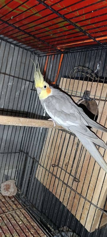 Cockatiel Breeder Pair With Fertile Eggs 1