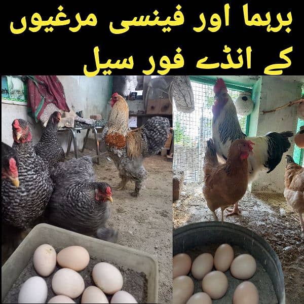 brahma murgiyon and fancy eggs for sale 0-3-1-1-5-1-2-6-1-0-2  WhatsAp 0