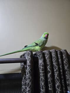 Green parrot, Ringneck.