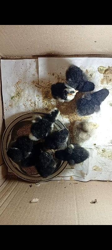 Bantam chiks 1