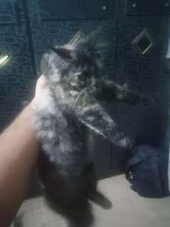 Persian