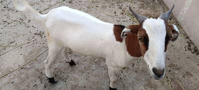 goat for sell active and fully tooth ready for qurbani