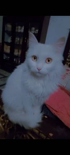 Persian cat