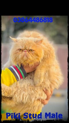 Piki Male Cat |Peki Face  | peke Male | Male available |