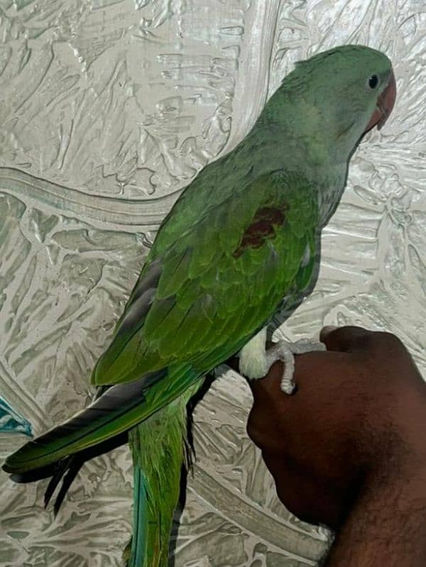 age 4 month i think ya male ha or hand tam ha or 2 time hand feed 0