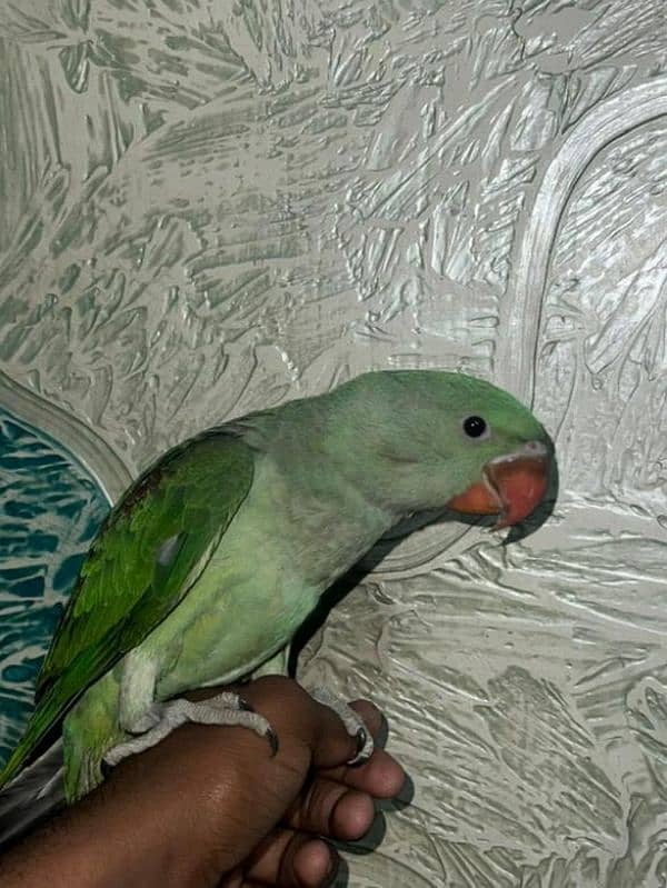 age 4 month i think ya male ha or hand tam ha or 2 time hand feed 2