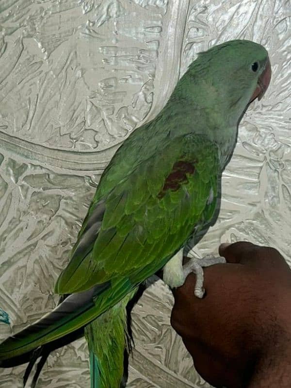 age 4 month i think ya male ha or hand tam ha or 2 time hand feed 3