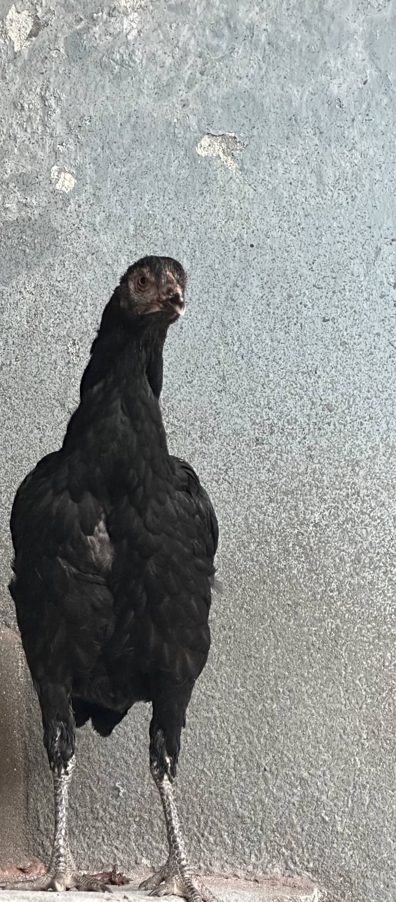 Want to sale females long height healthy egg laying 0