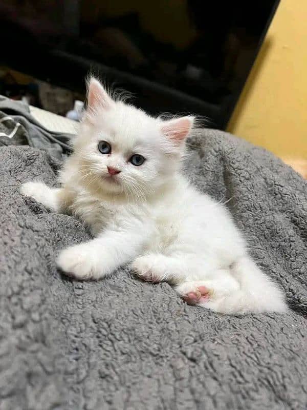 persion kitten available 0
