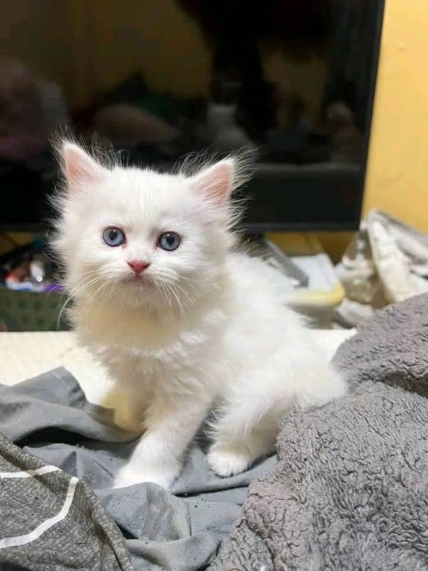 persion kitten available 1