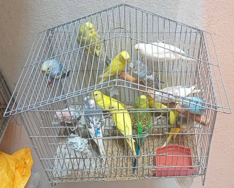 Australian budgies parrots birds for sale --- Bajri tootay . 0