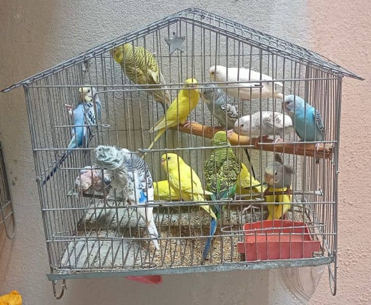Australian budgies parrots birds for sale --- Bajri tootay . 1