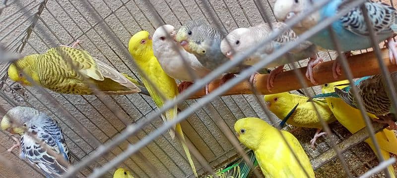 Australian budgies parrots birds for sale --- Bajri tootay . 2