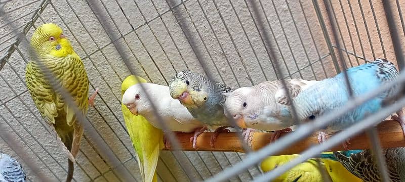 Australian budgies parrots birds for sale --- Bajri tootay . 3