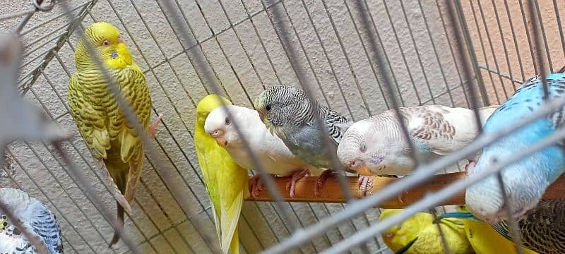 Australian budgies parrots birds for sale --- Bajri tootay . 4