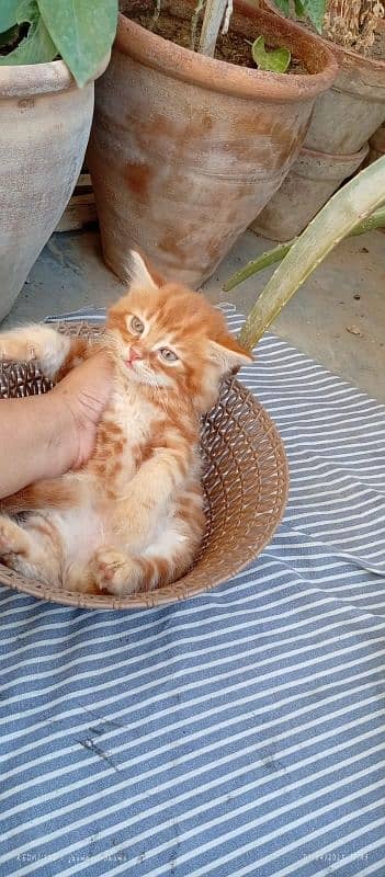 Persian kitten 1