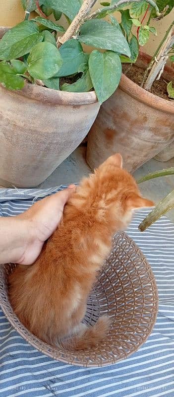 Persian kitten 3