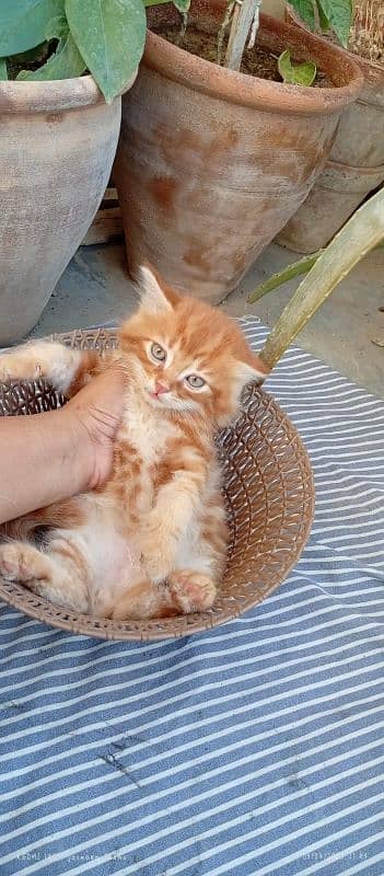 Persian kitten 5