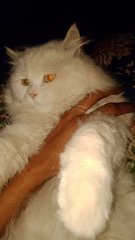 persian cat male and female for sale 0??3-6+0(4/07&0#5$4@4 0
