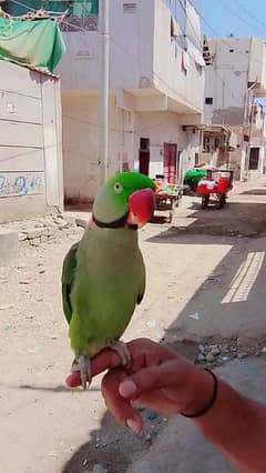 Pahari