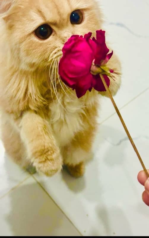 passion cat 0
