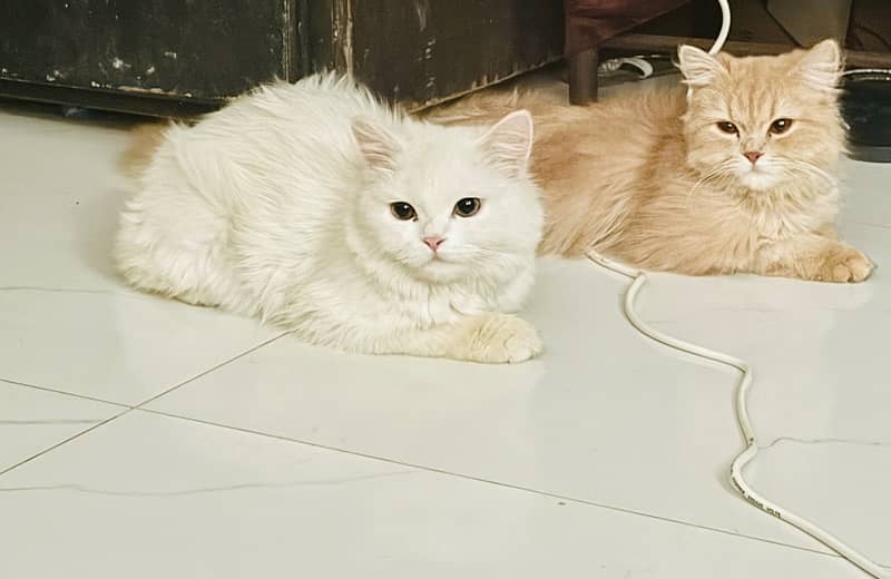 passion cat 1