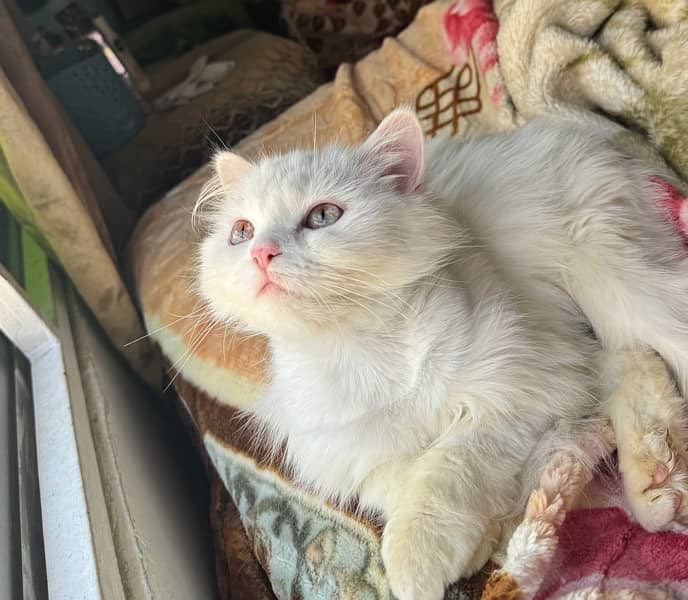 passion cat 3