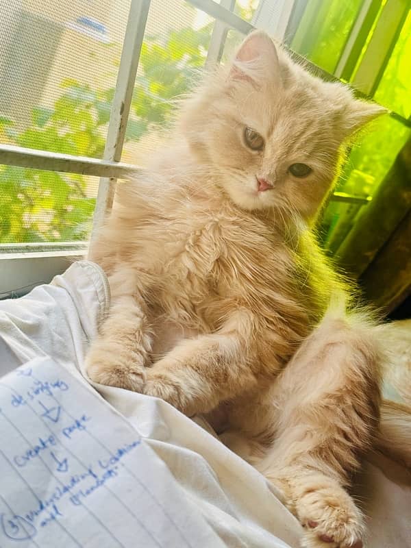 passion cat 4