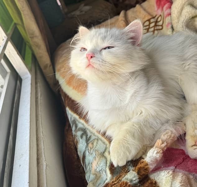 passion cat 6