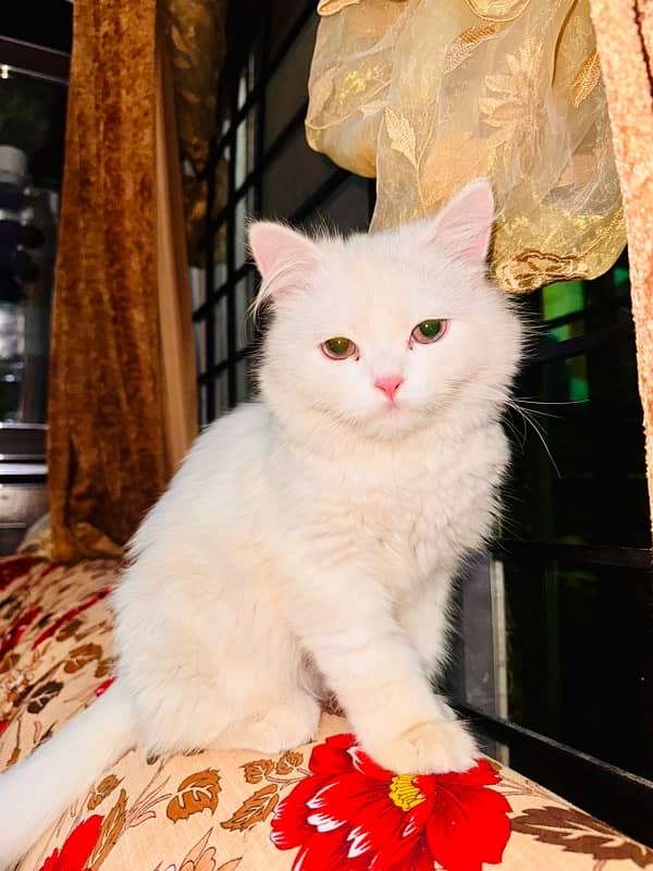 passion cat 8