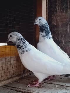 mashallah pure chuha bread ka pair