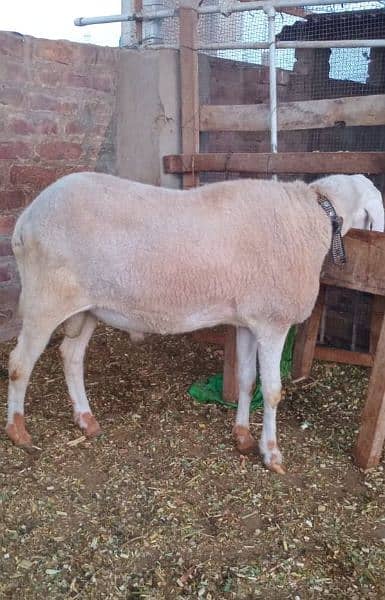 2dant Heavy Dumba for sale Pehla visit kar ka check karn phir offer dn 0