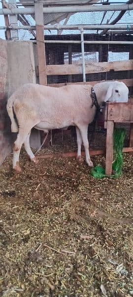 2dant Heavy Dumba for sale Pehla visit kar ka check karn phir offer dn 1