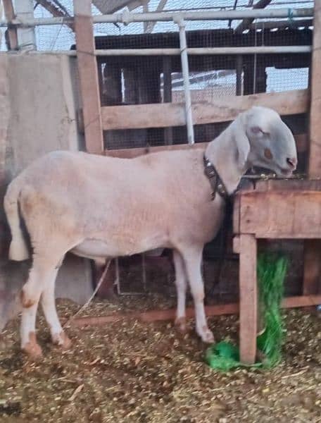 2dant Heavy Dumba for sale Pehla visit kar ka check karn phir offer dn 2