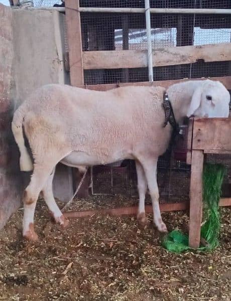 2dant Heavy Dumba for sale Pehla visit kar ka check karn phir offer dn 3