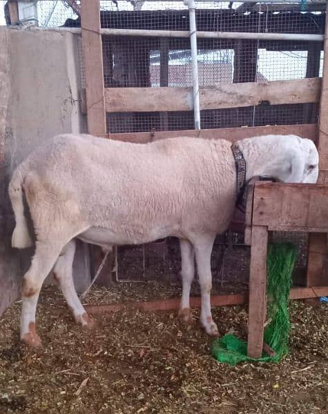 2dant Heavy Dumba for sale Pehla visit kar ka check karn phir offer dn 4