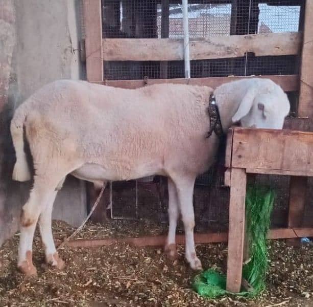 2dant Heavy Dumba for sale Pehla visit kar ka check karn phir offer dn 5