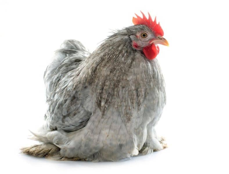 Fancy chicks 0