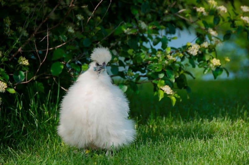 Fancy chicks 1