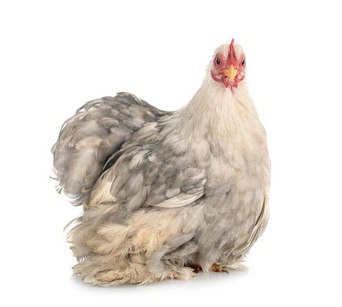 Fancy chicks 2