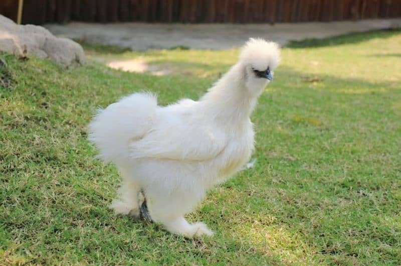Fancy chicks 3