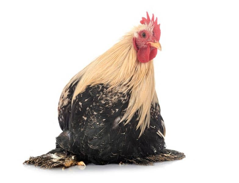 Fancy chicks 4