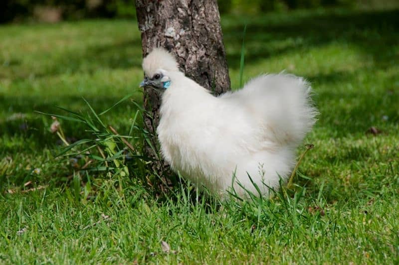 Fancy chicks 5