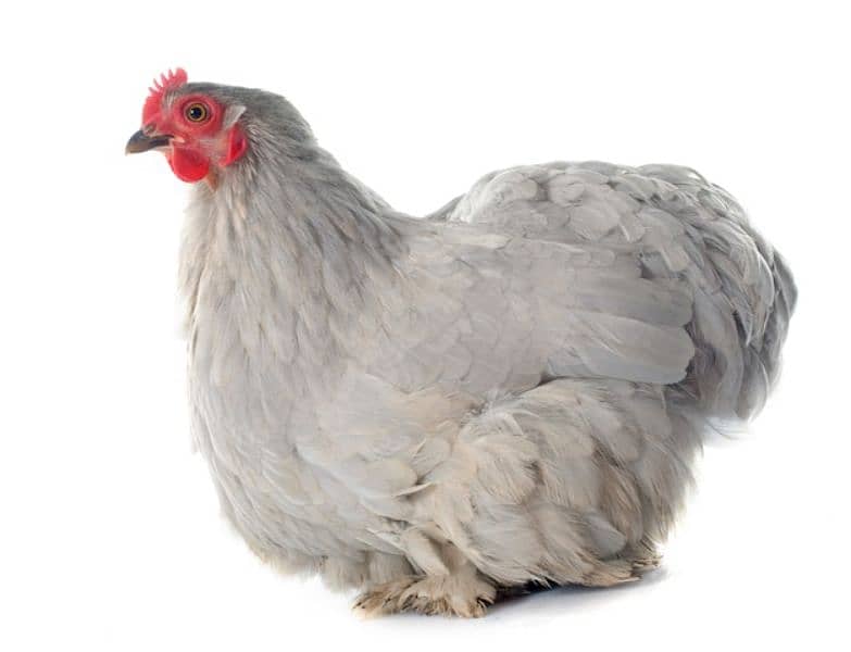 Fancy chicks 6