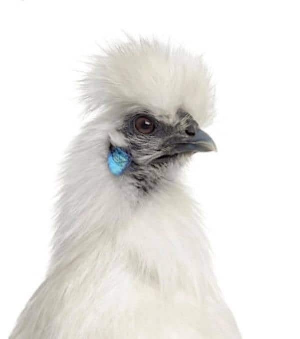 Fancy chicks 7